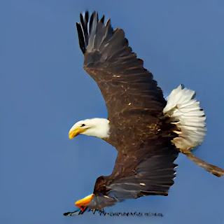 Spiritual Interpretation of Eagles in Dreams