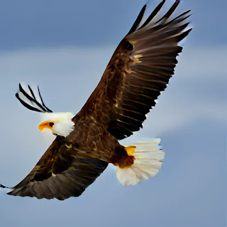 Spiritual Interpretation of Eagles in Dreams 6