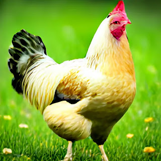 Spiritual Meaning of Chicken in A Dream