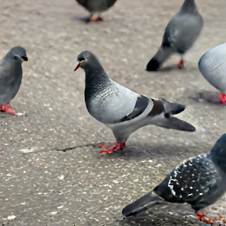 Spiritual Meaning of Pigeons in Dreams