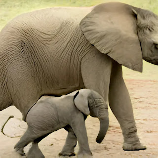 Baby elephant dream meaning
