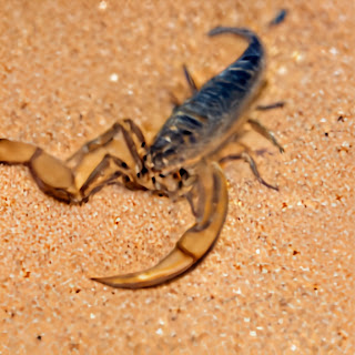 spiritual meaning of seeing a scorpion in a dream