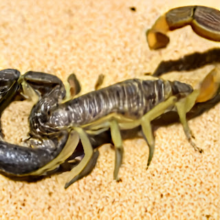 spiritual meaning of seeing a scorpion in a dream