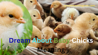 Dream About Baby Chicks Meaning
