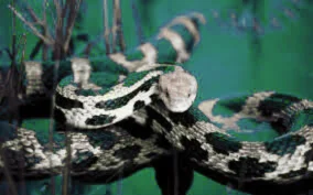 What does it mean when a snake bites you in a dream?