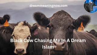 Black Cow Chasing Me In A Dream Islam