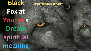 Black Fox at Your in a Dream spiritual meaning