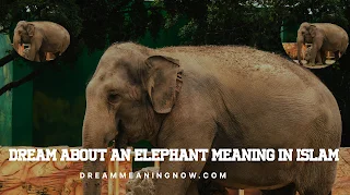 Dream About An Elephant Meaning In Islam
