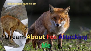Dream About Fox Attacking Me