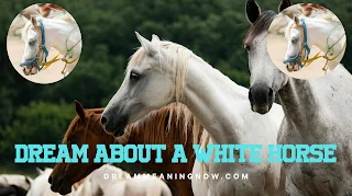 Dream About a White Horse