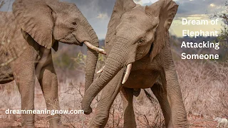 Dream of Elephant Attacking Someone