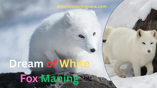 Dream of White Fox Meaning