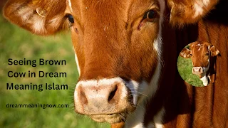 Seeing Brown Cow in Dream Meaning Islam