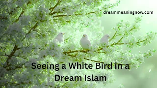 Seeing a White Bird in a Dream Islam